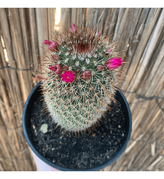 Cactus eriosyce - venta bodega