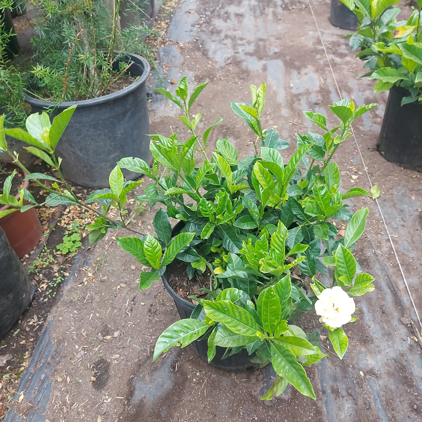 Jazmín del Cabo 2