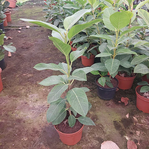 Gomero altissima 