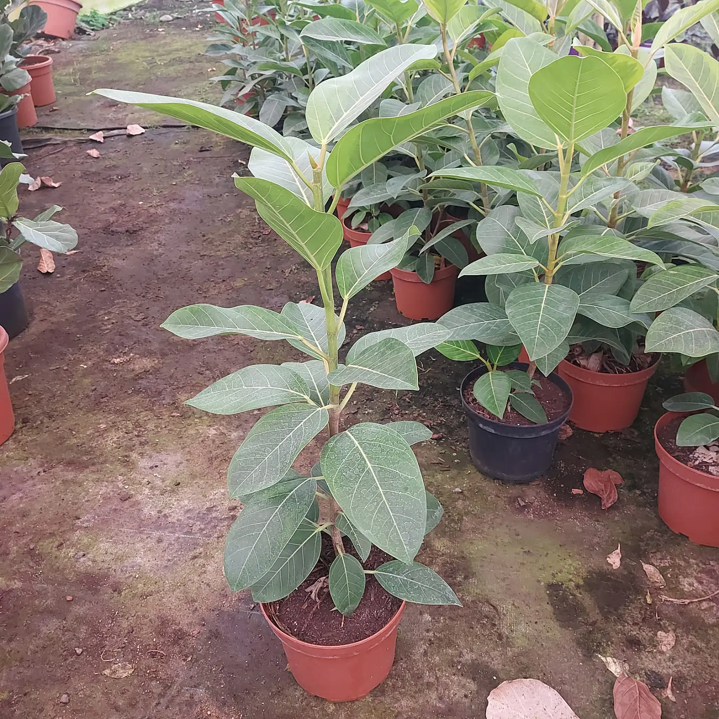 Gomero altissima  2