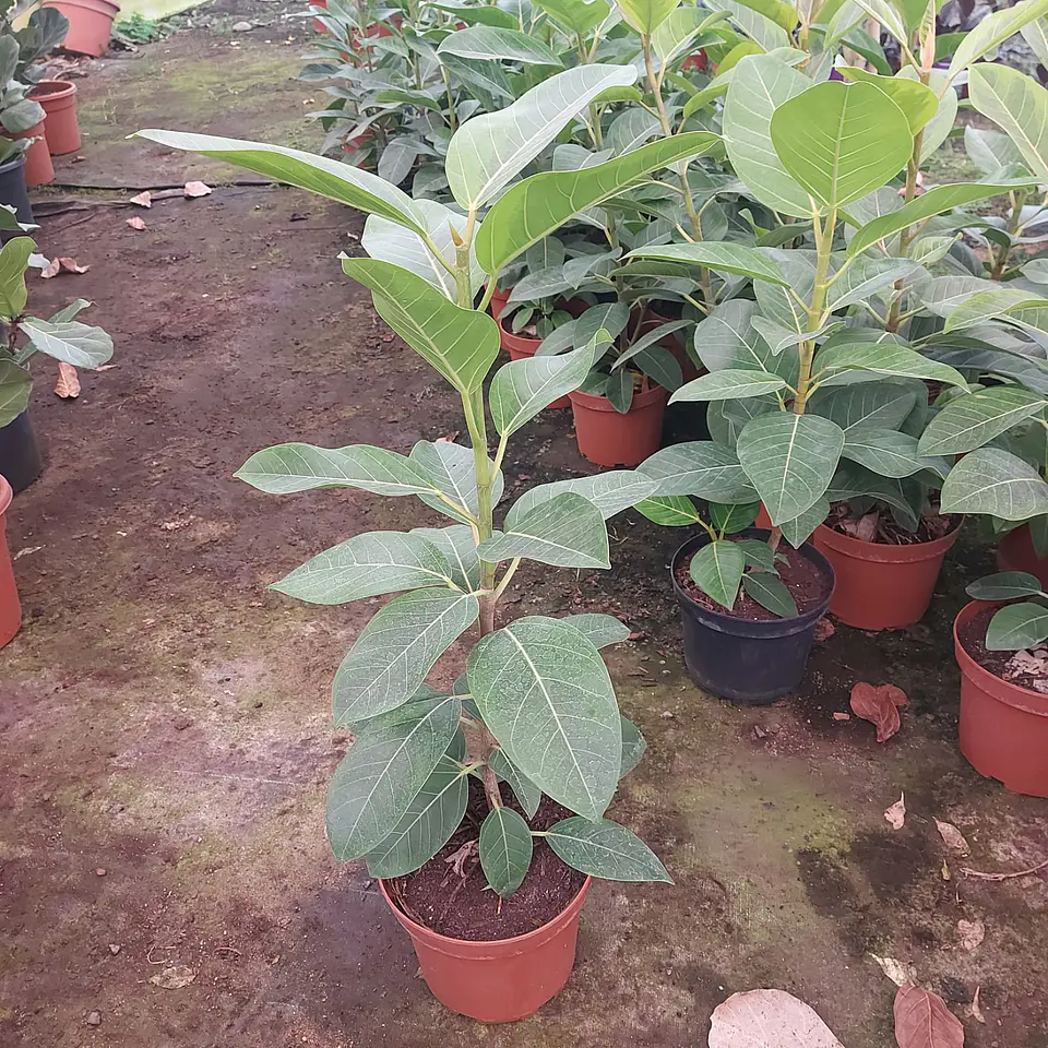 Gomero altissima  2
