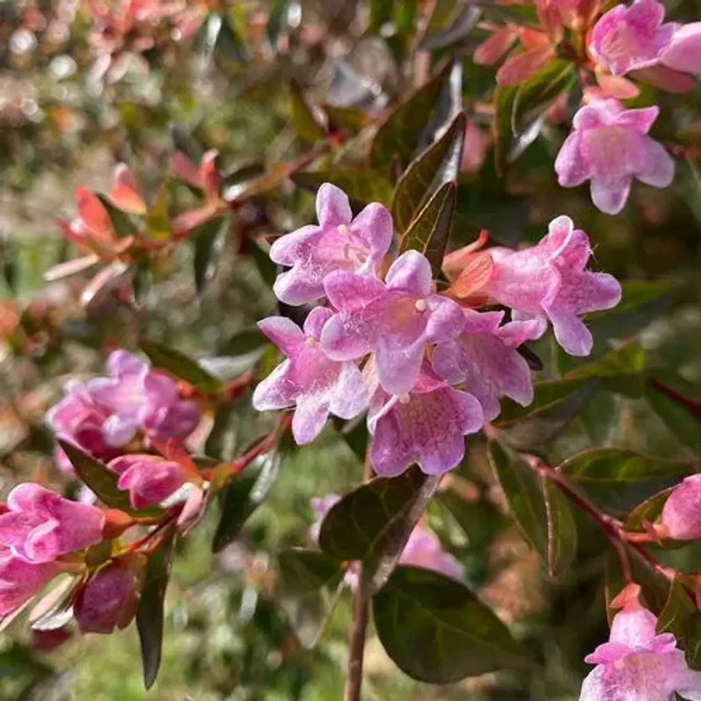 Abelia 6