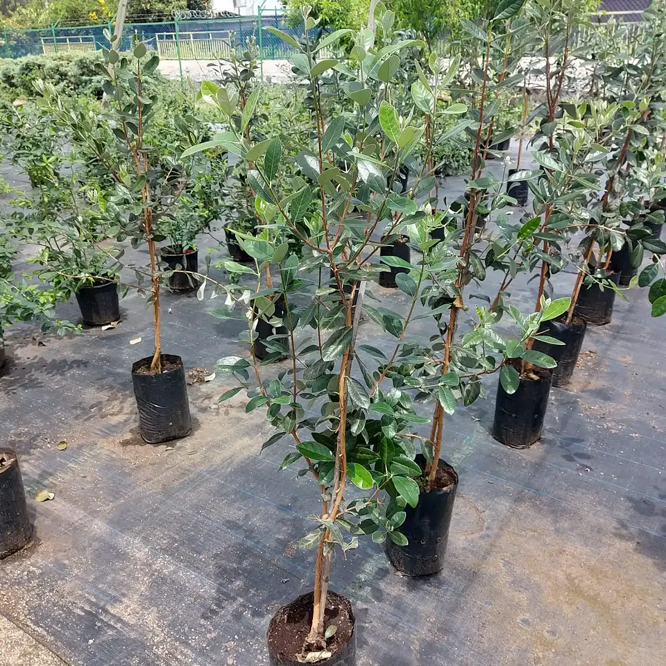 Feijoa 4
