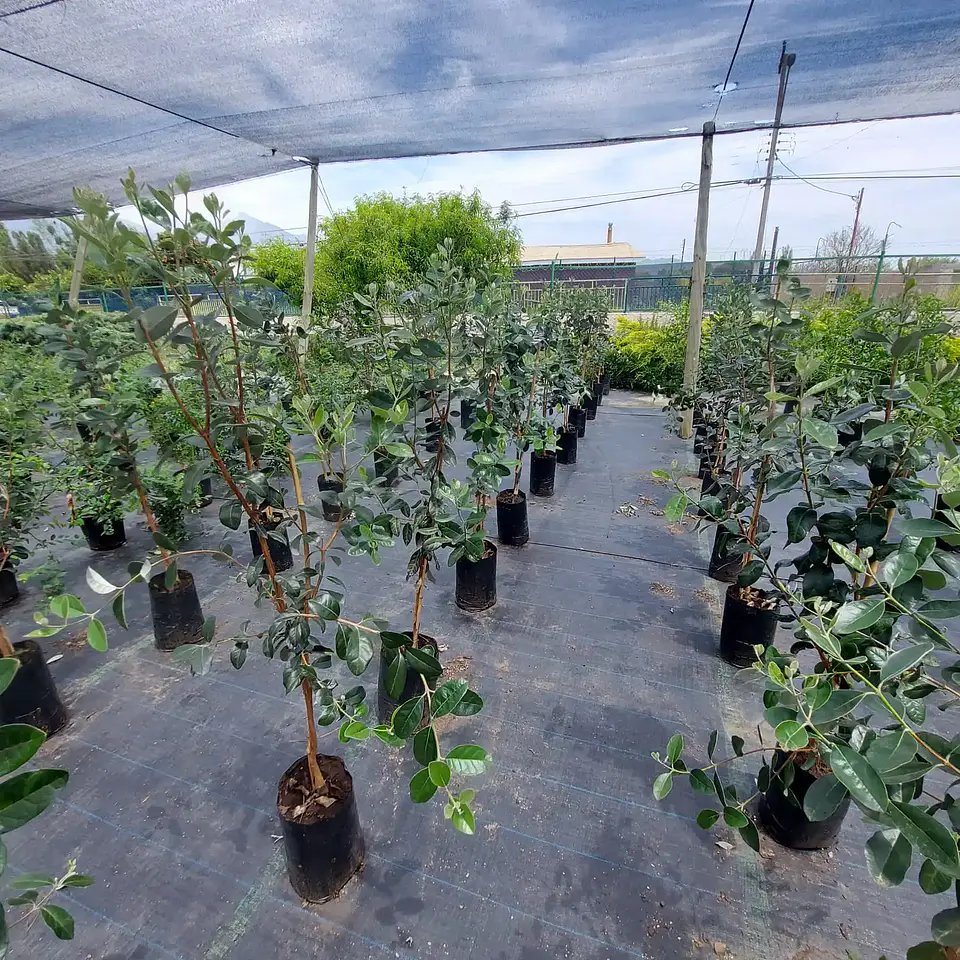 Feijoa 5