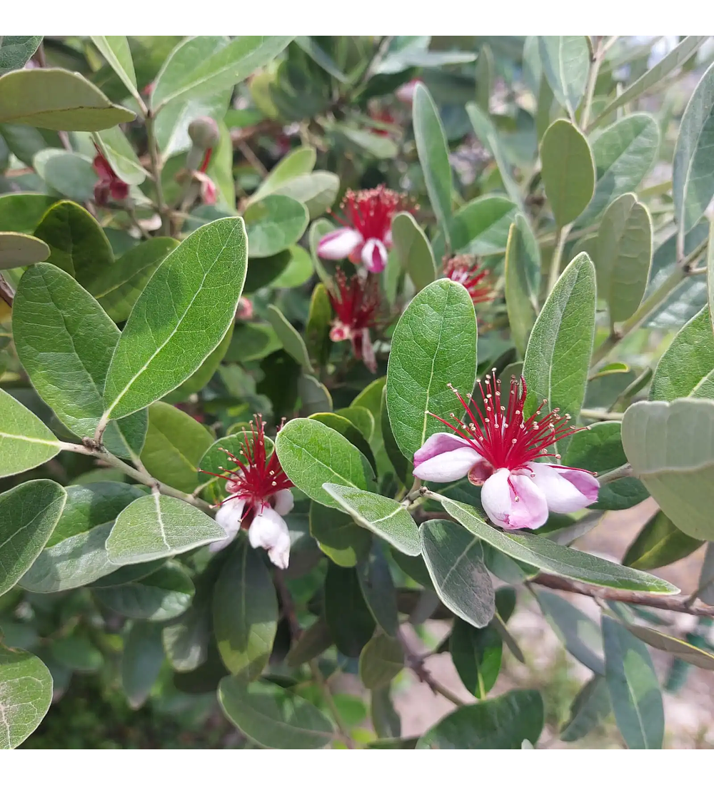 Feijoa