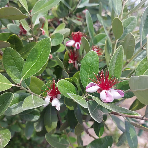 Feijoa