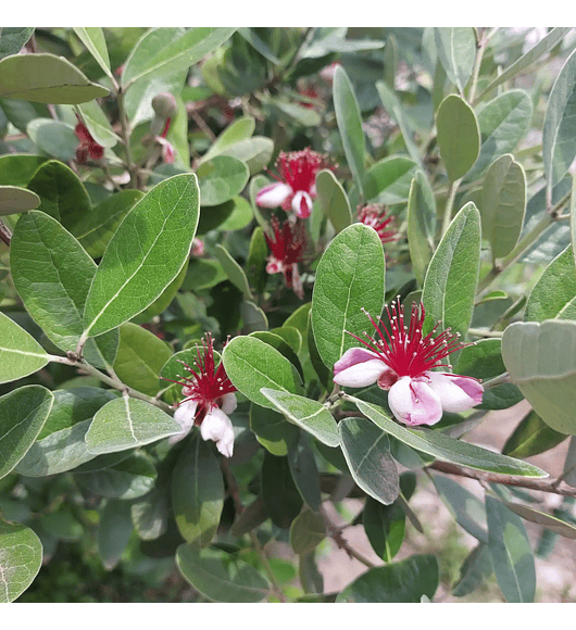 Feijoa