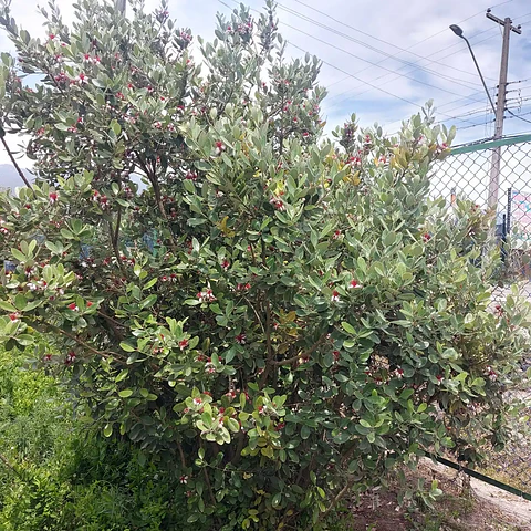 Feijoa