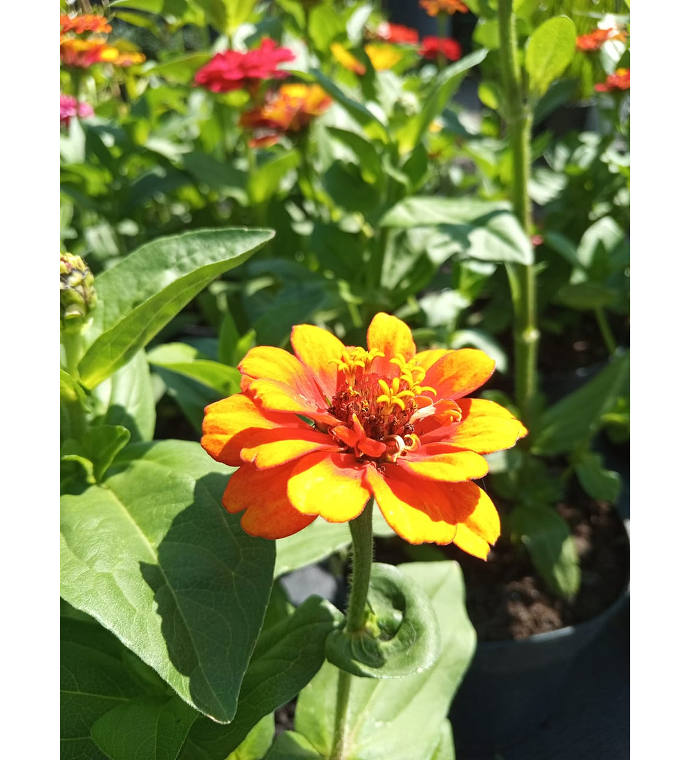 Zinnia Zinnita