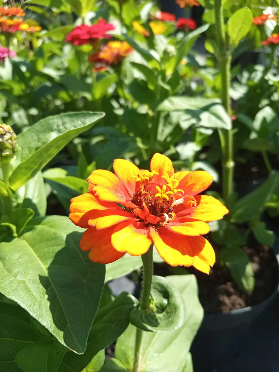Zinnia Zinnita 2