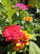 Zinnia Zinnita - Miniatura 3