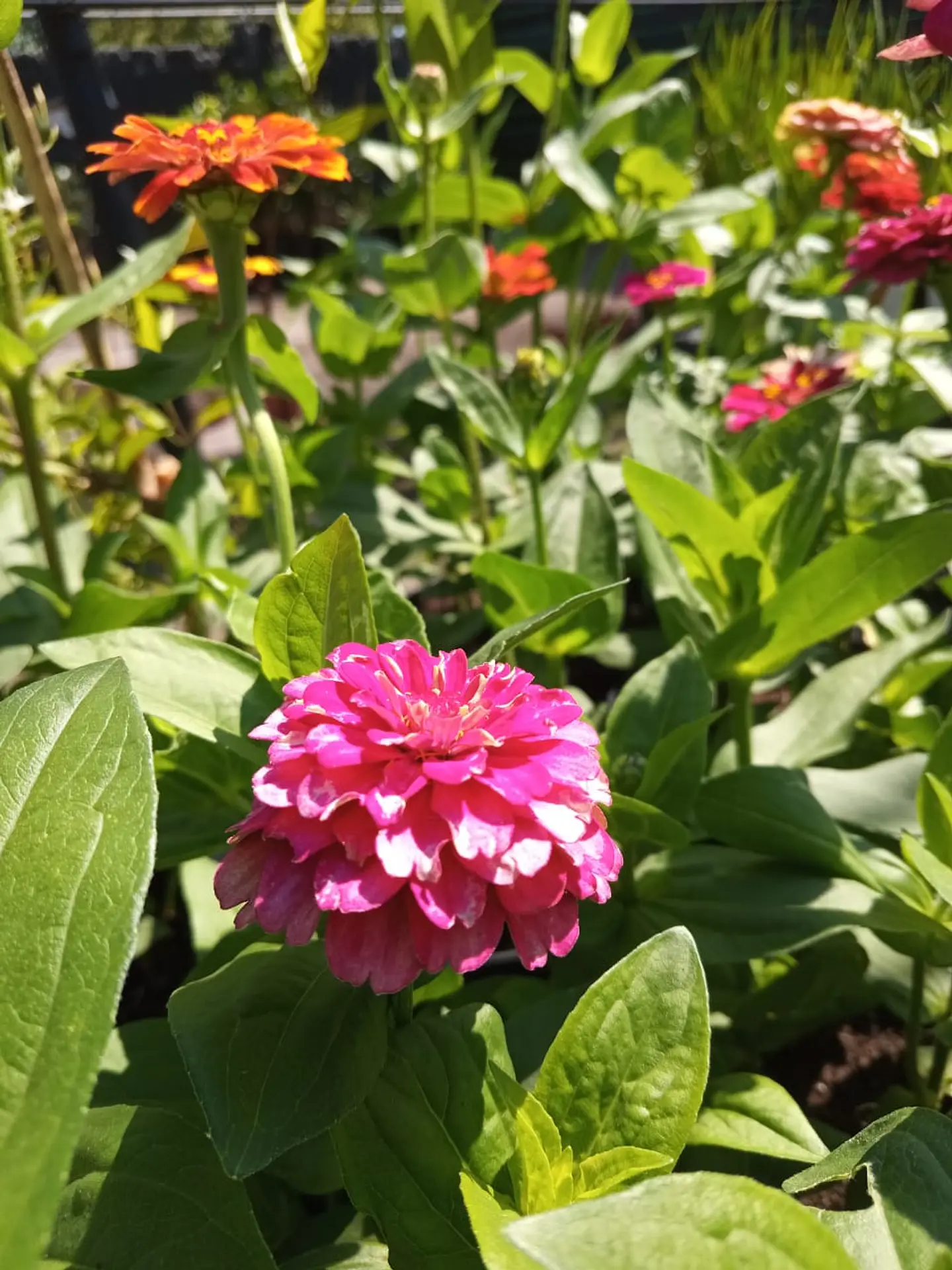 Zinnia Zinnita 4