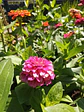 Zinnia Zinnita - Miniatura 4