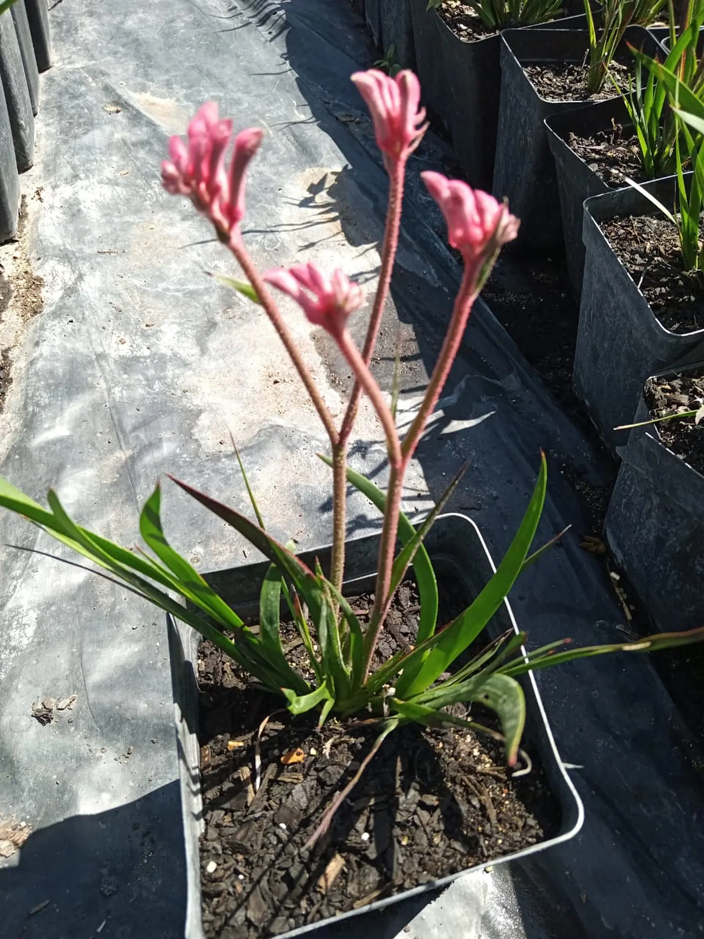 Anigozanthos 3