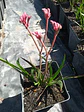 Anigozanthos - Miniatura 3