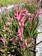 Anigozanthos - Miniatura 4