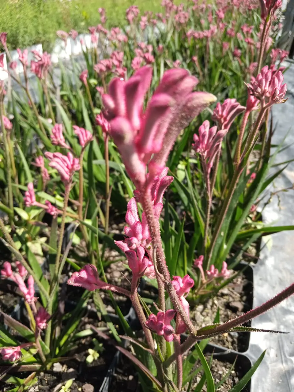 Anigozanthos 4