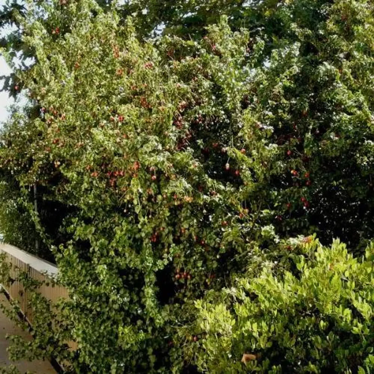 Pruno Ilicifolia 3
