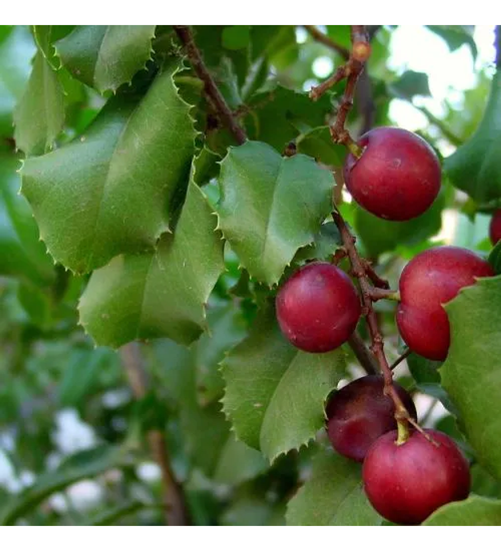 Pruno Ilicifolia