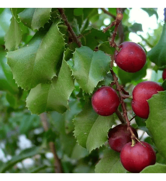 Pruno Ilicifolia