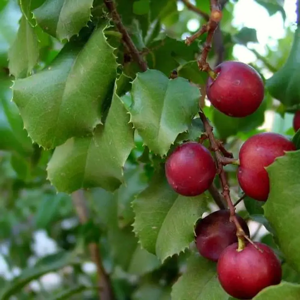 Pruno Ilicifolia 1