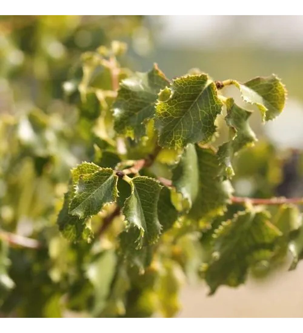 Pruno Ilicifolia