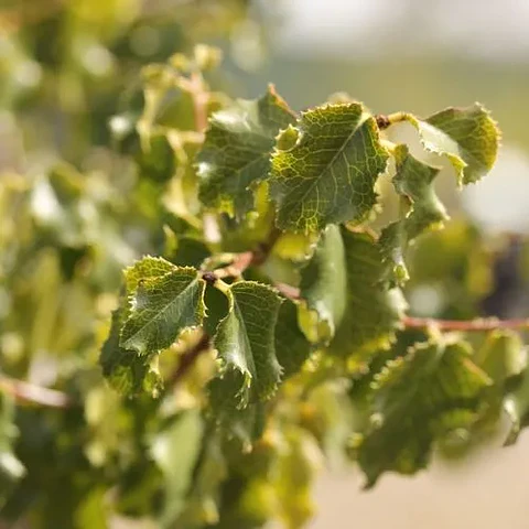 Pruno Ilicifolia