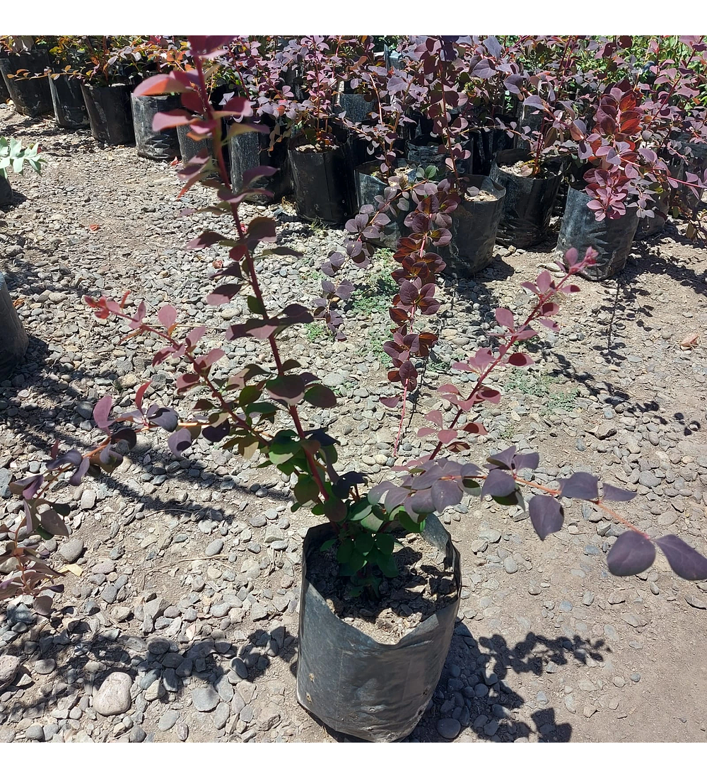 Berberis rojo hoja grande