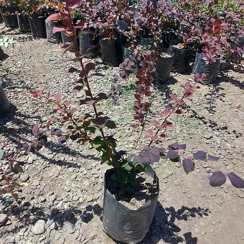 Berberis rojo hoja grande