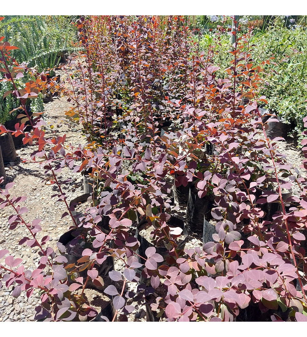 Berberis rojo hoja grande