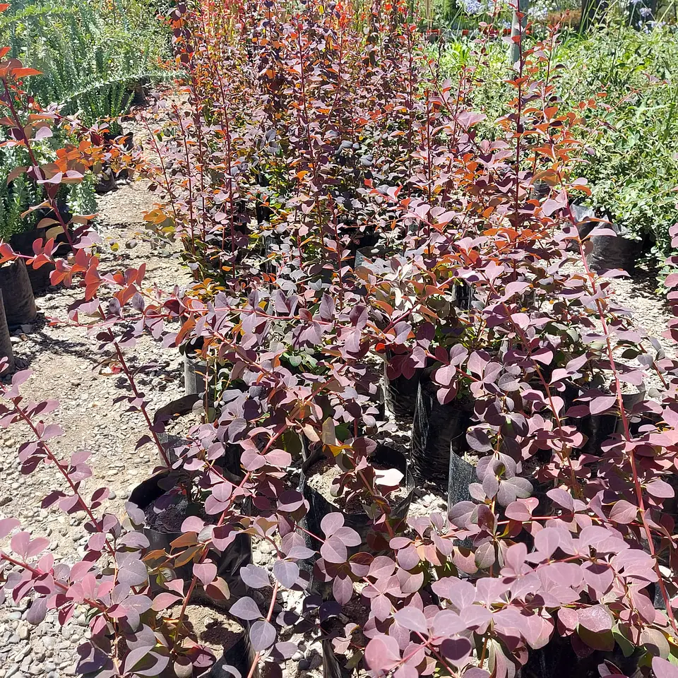 Berberis rojo hoja grande 3