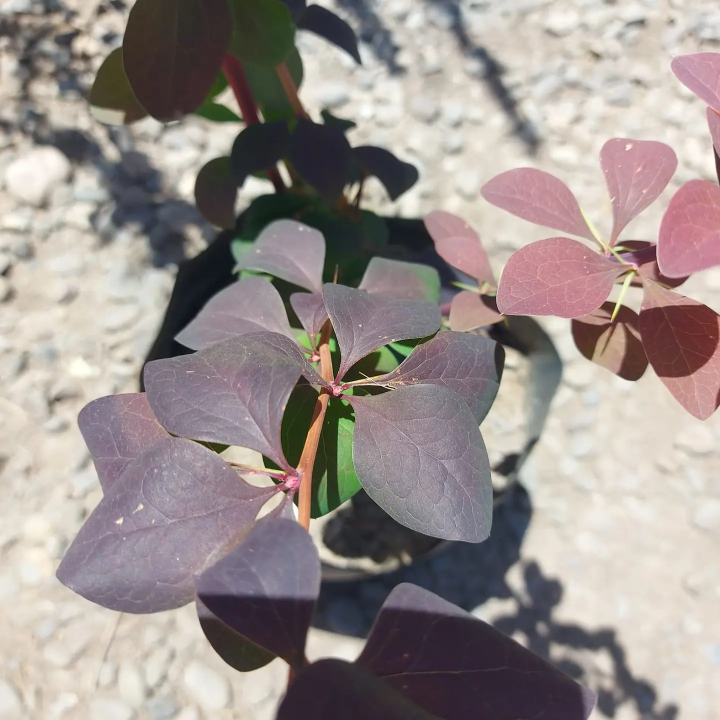 Berberis rojo hoja grande 2