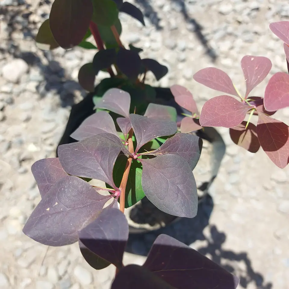 Berberis rojo hoja grande 2