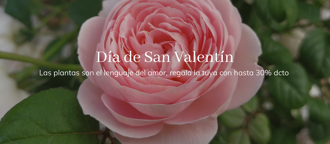 San Valentín