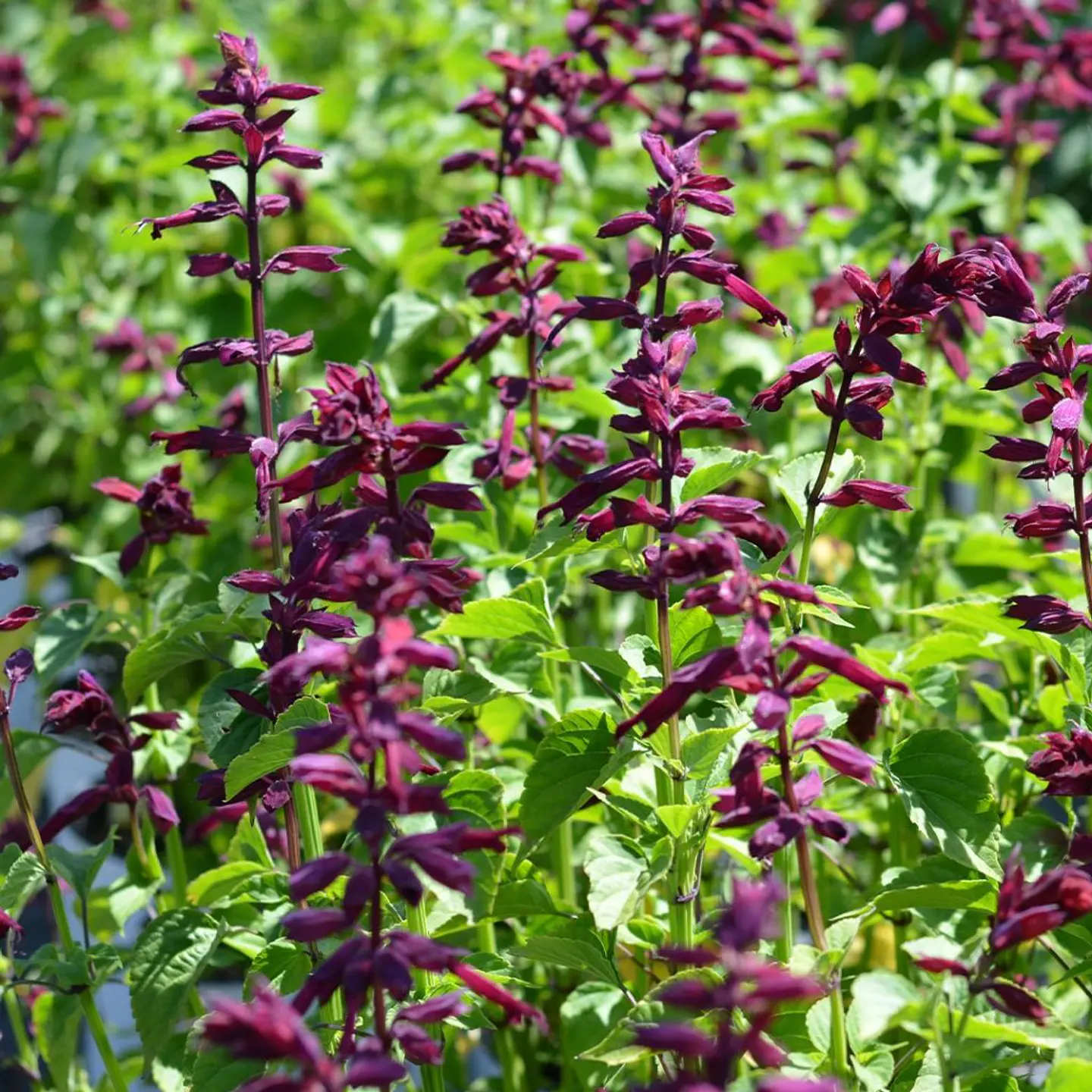 Salvia Van Houteii 1