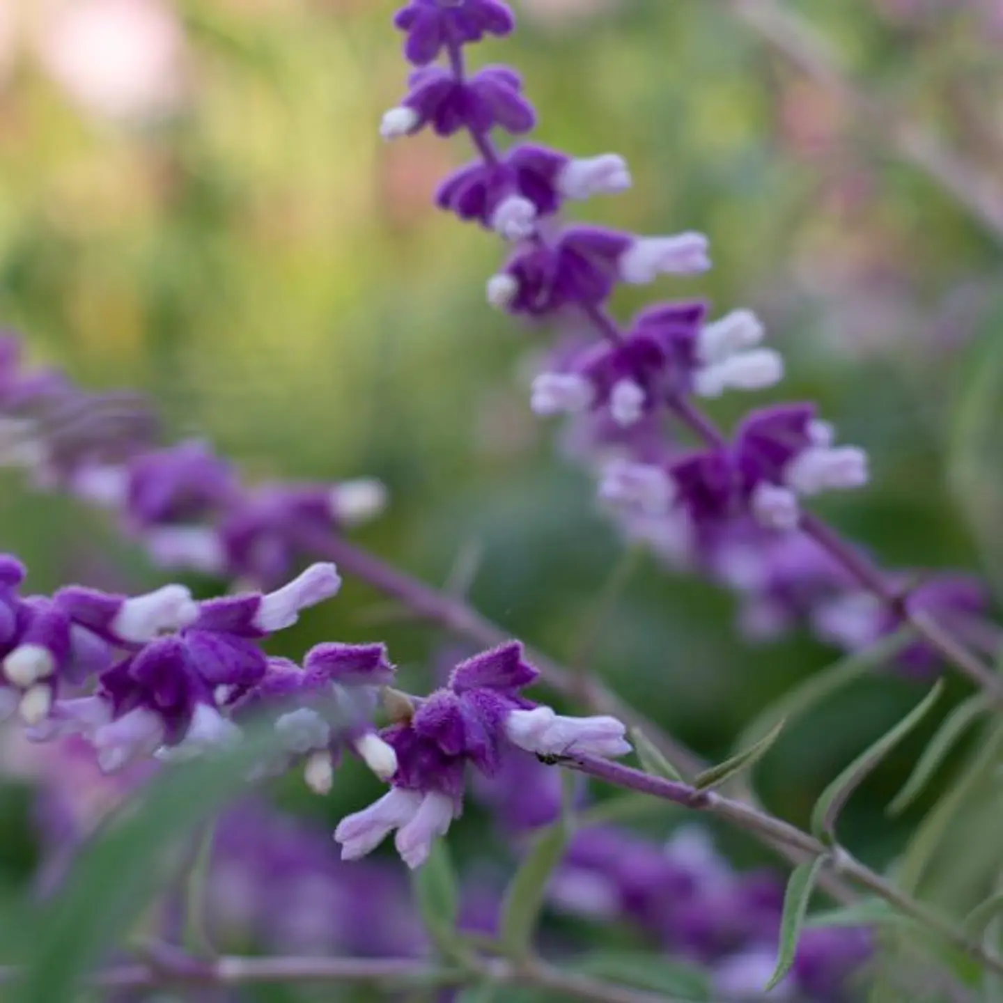 Salvia Leucantha 1