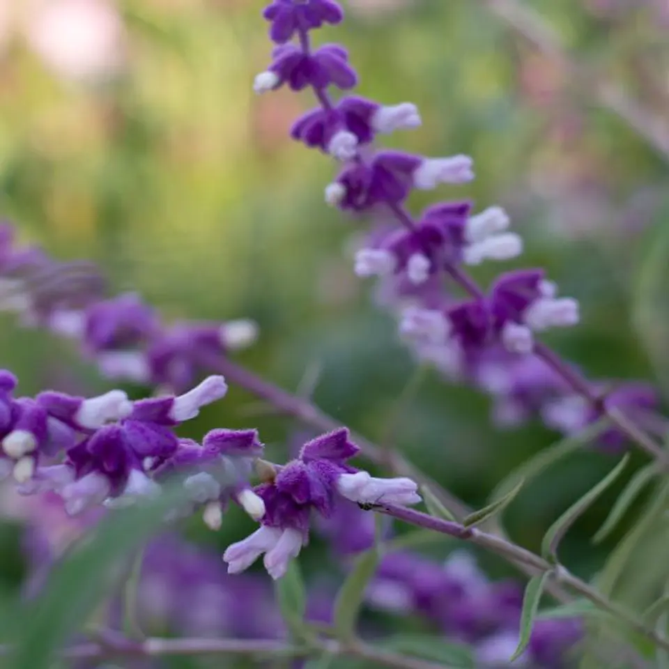 Salvia Leucantha 1