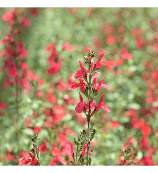 Salvia Microphylla Hot Lips