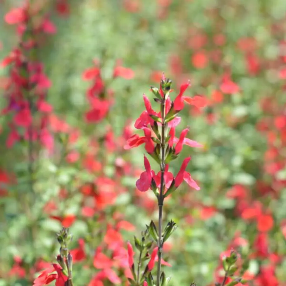 Salvia Microphylla Hot Lips 1