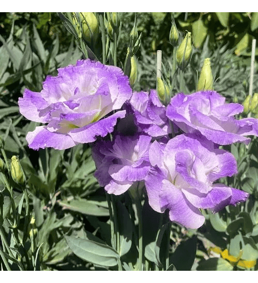 Lisianthus