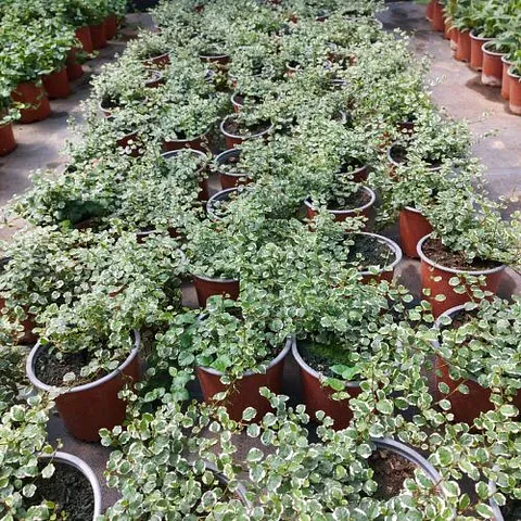 Ficus repens variegado