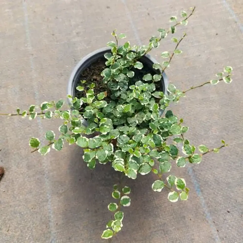 Ficus repens variegado 3