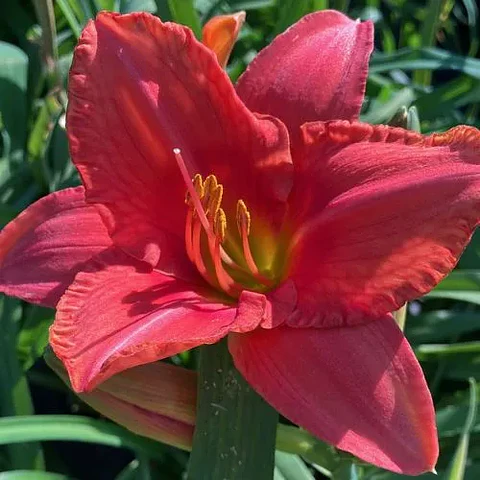 Hemerocallis South Seas