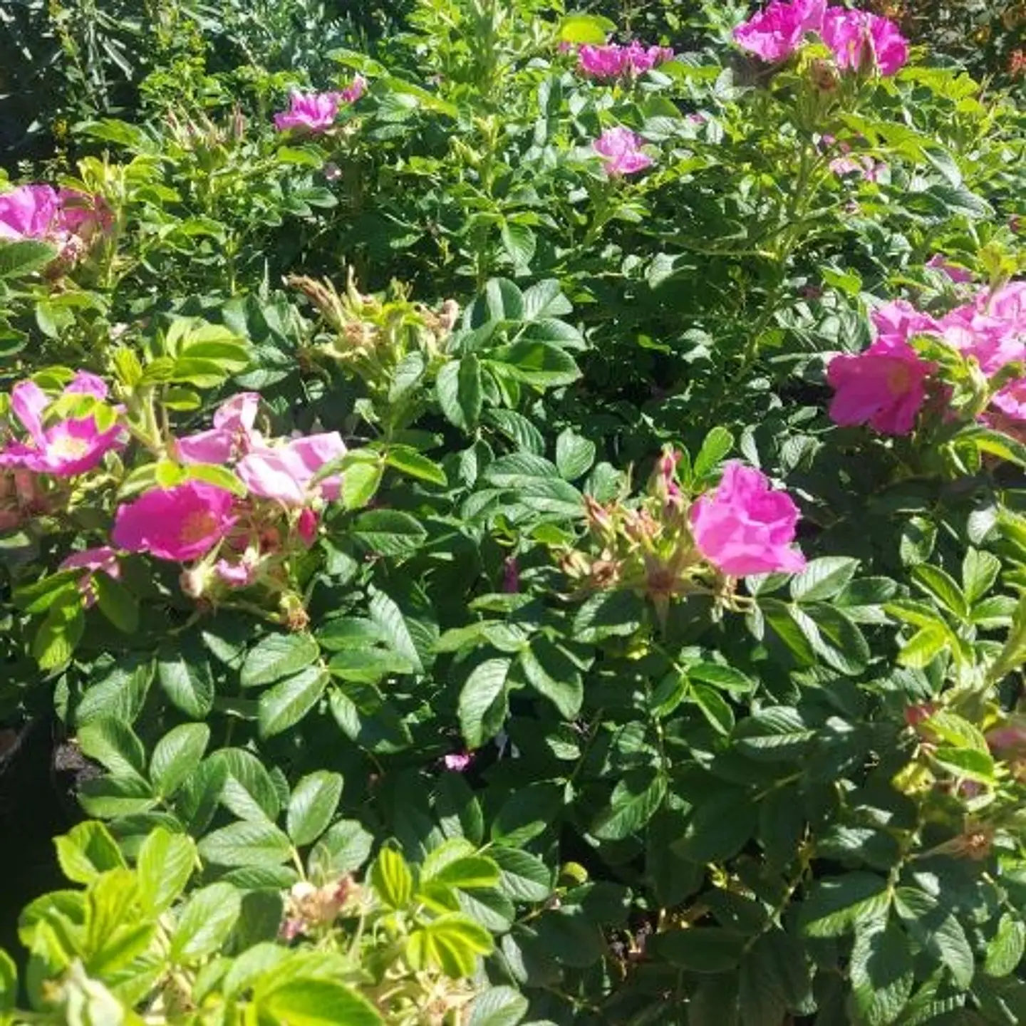 Rosa Rugosa 1