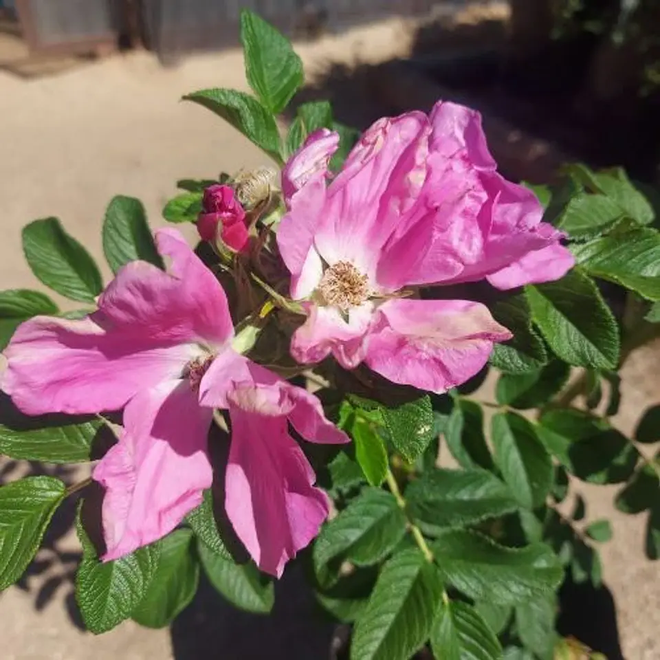 Rosa Rugosa 2