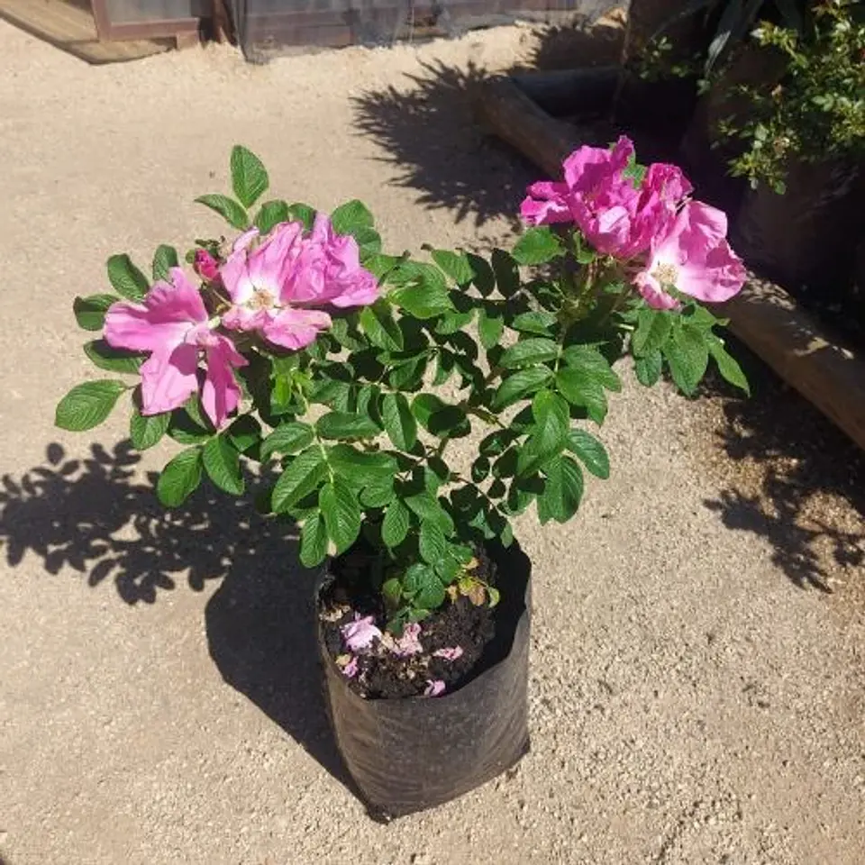 Rosa Rugosa 3