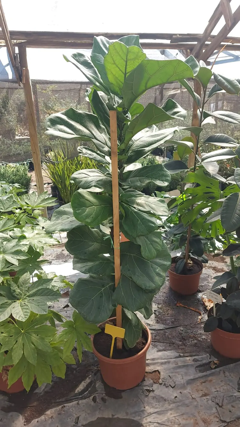 Ficus Lyrata 6