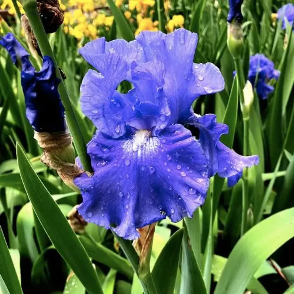 Lirio Fiesta in Blue (Iris germanica) 1
