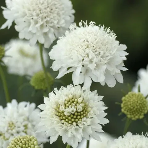 Scabiosa blanca