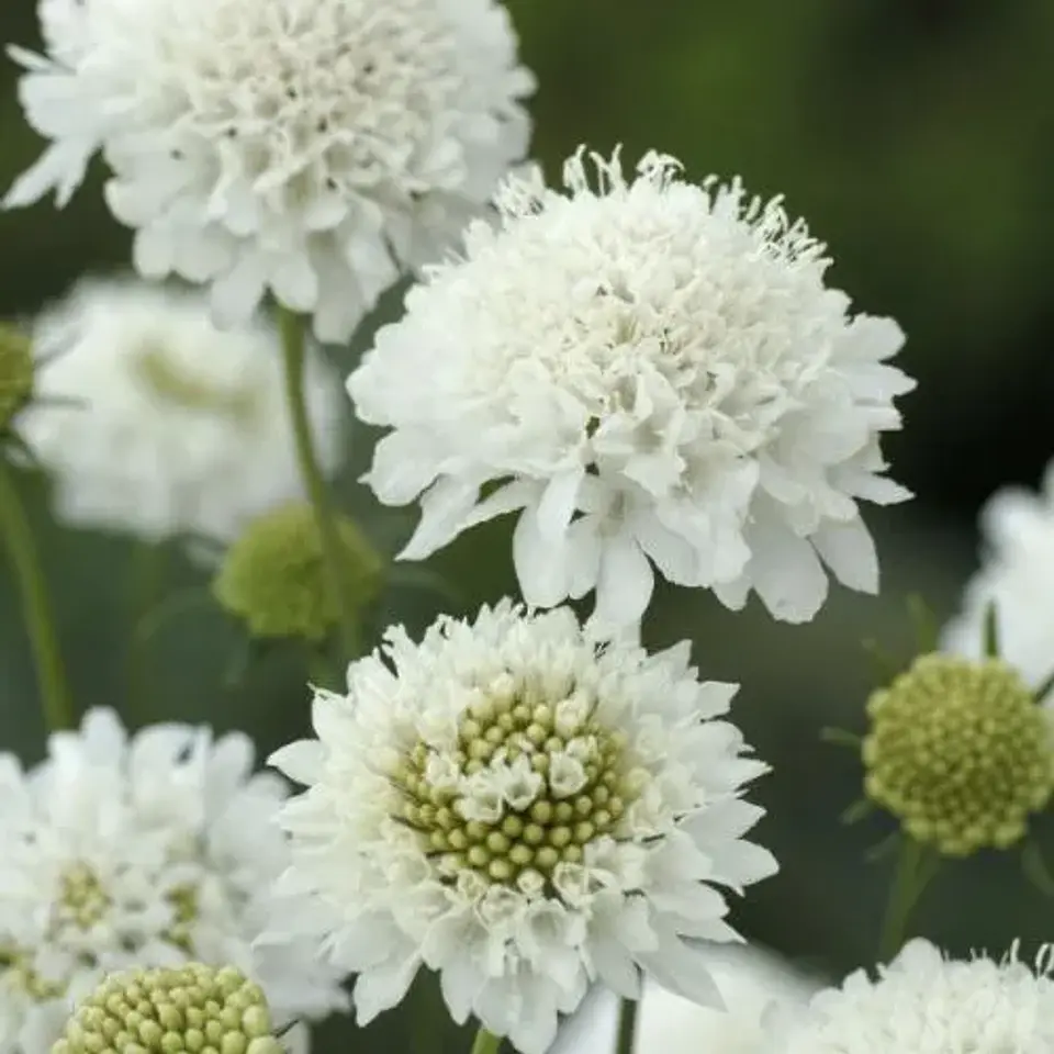 Scabiosa blanca 1